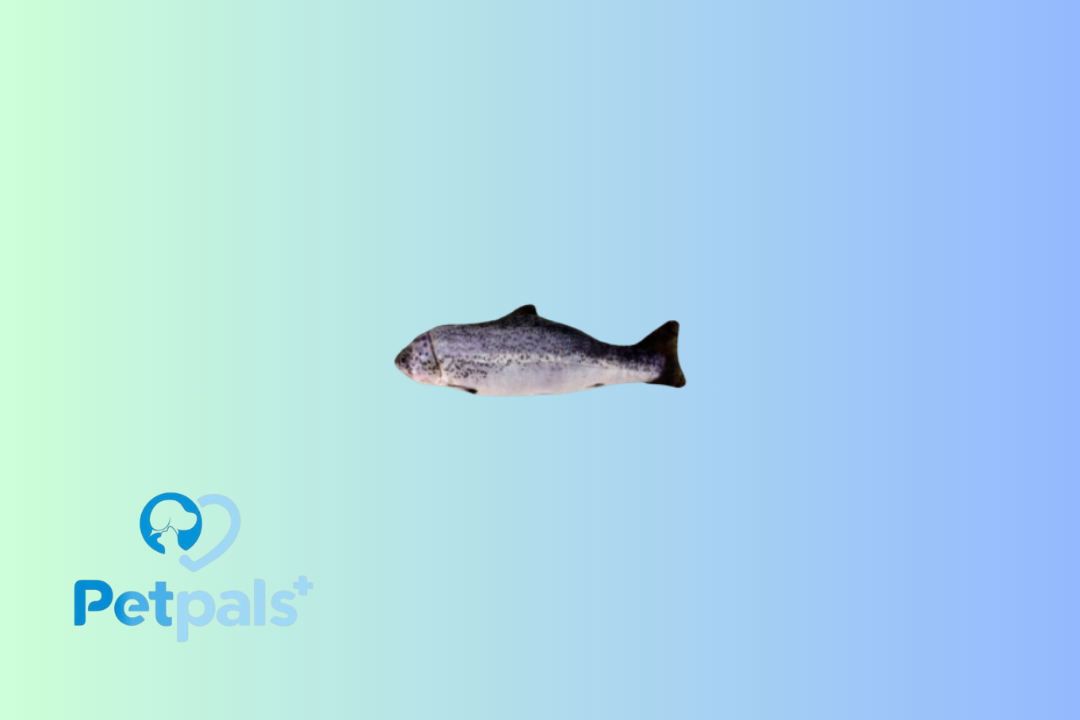 Plush Stuffed Fish Catnip Toy Salmon